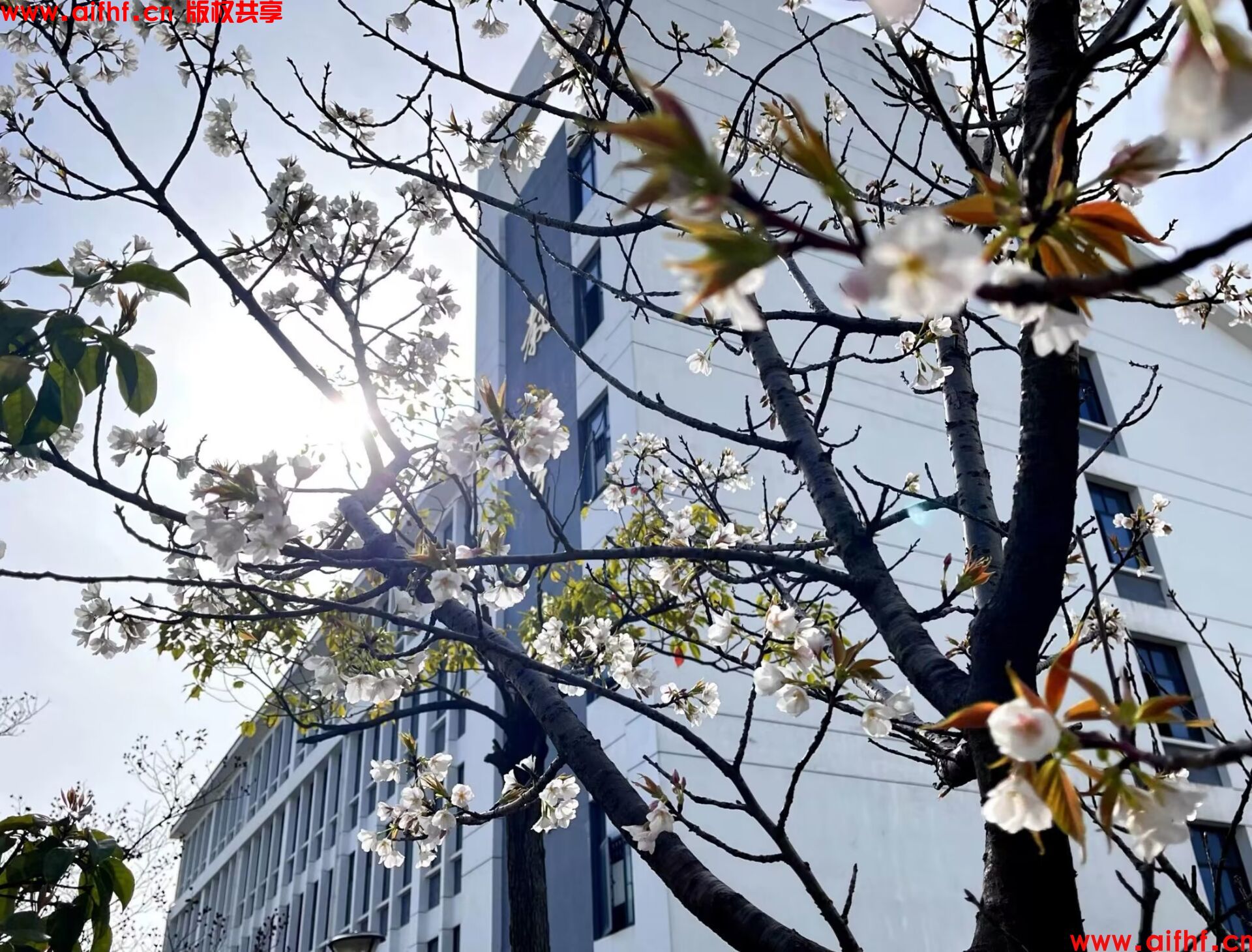 刚要下线就:印象之花(AIFHF优秀图片)